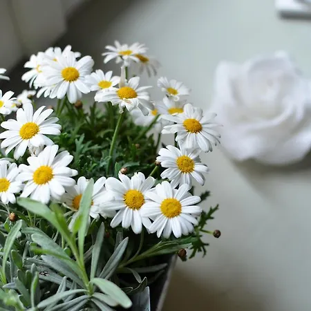 La Torre House 3* ברגמו