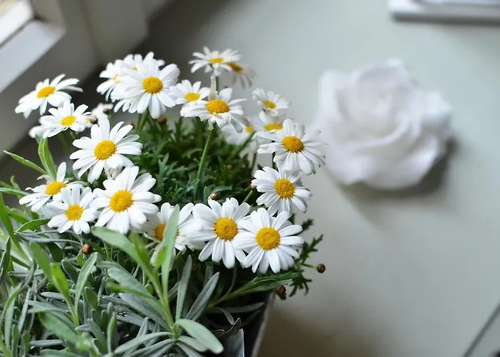 La Torre House 3* ברגמו